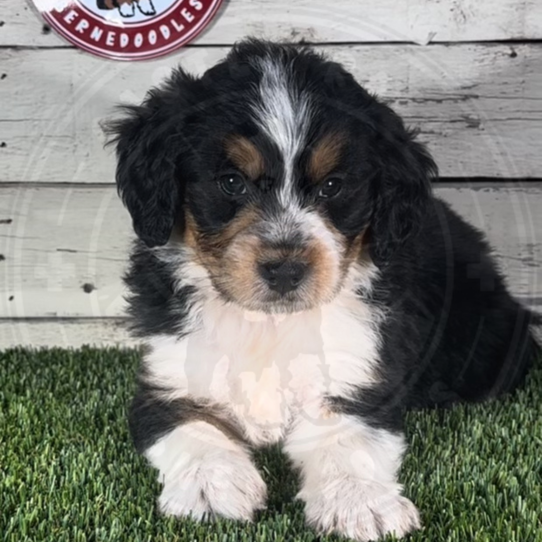 Kade (Male, F1 Mini Bernedoodle) – Castle Rock Bernedoodles