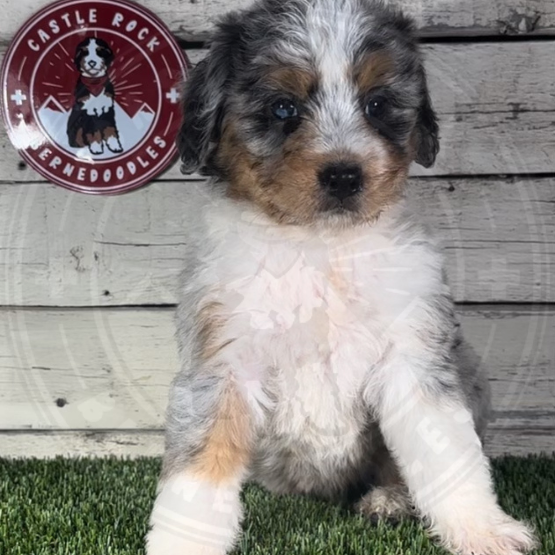 Kassidy (Female, F1 Mini Blue Merle)