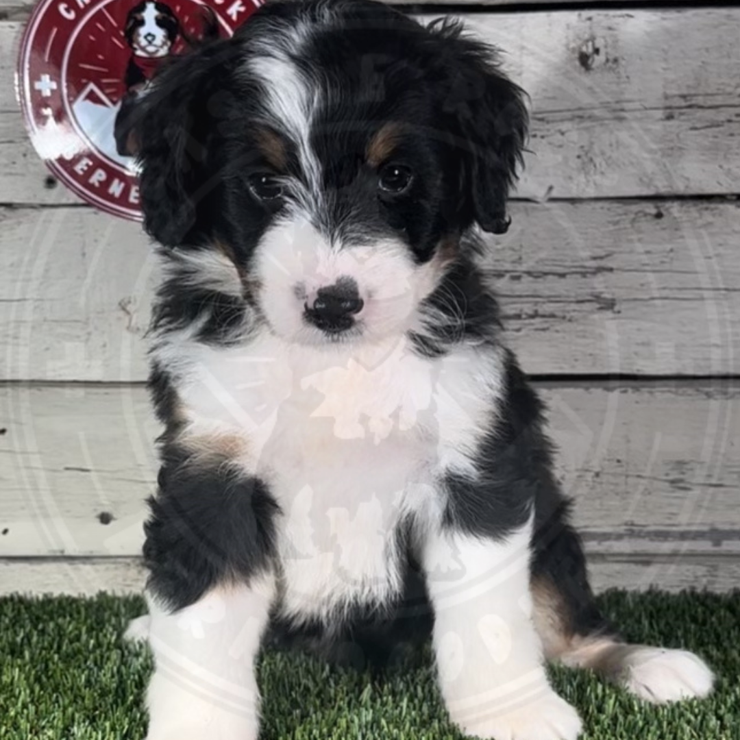 Kenna (Female, F1 Mini Bernedoodle)