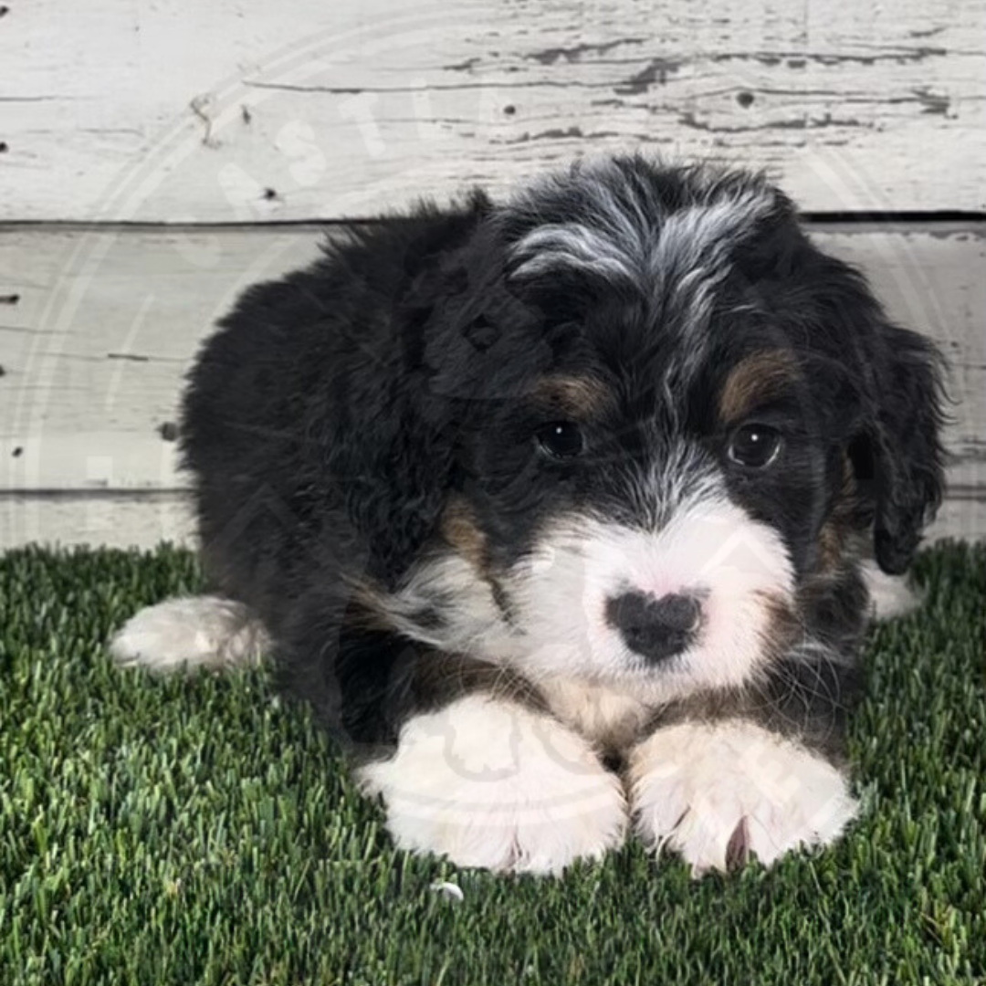 Kiara (Female, F1 Mini Bernedoodle)