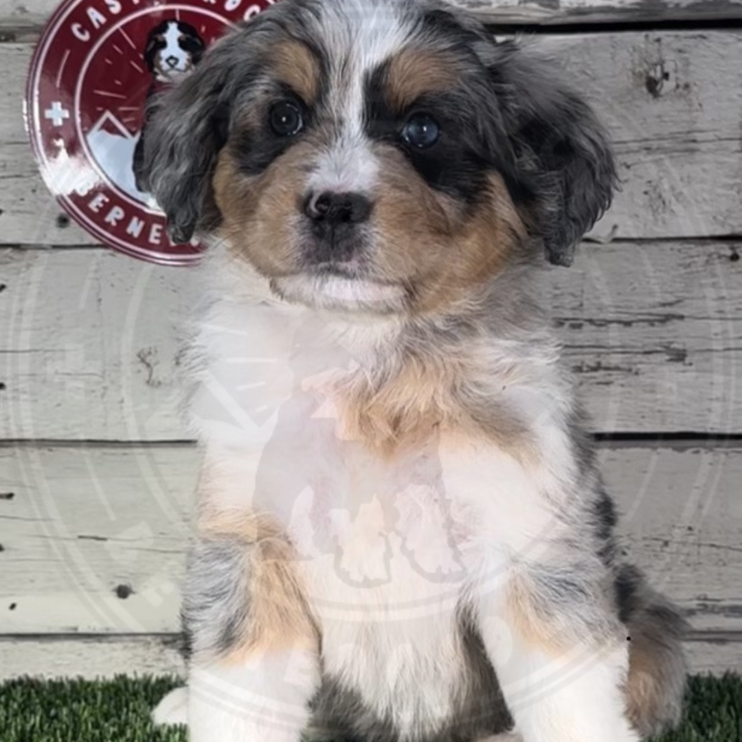 Kinley (Female, F1 Mini Blue Merle)