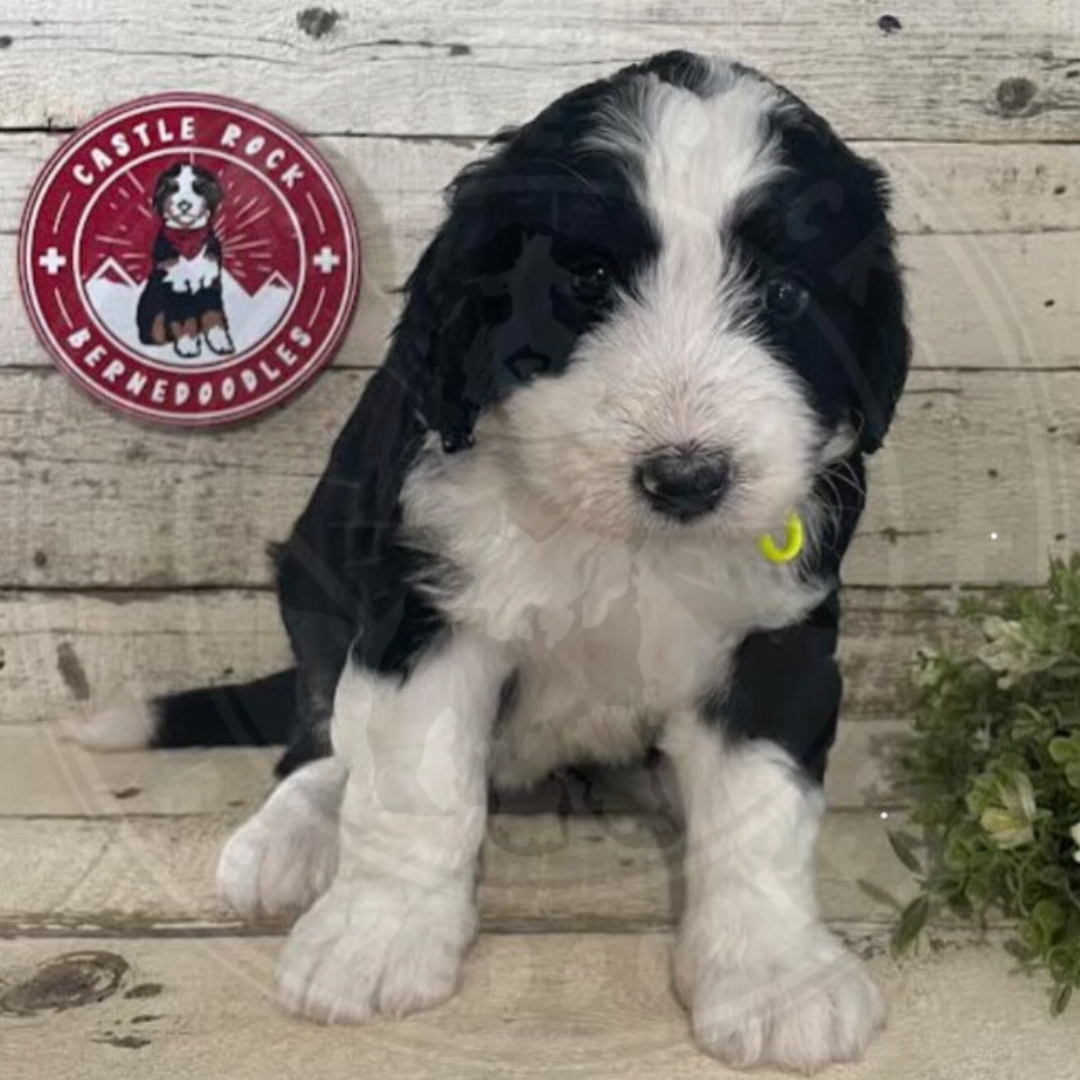 Raine (Female, F1 Mini Bernedoodle)