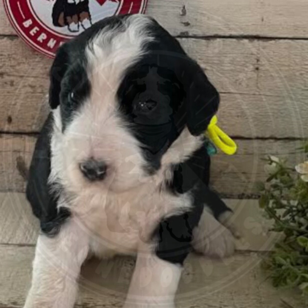 Raine (Female, F1 Mini Bernedoodle)