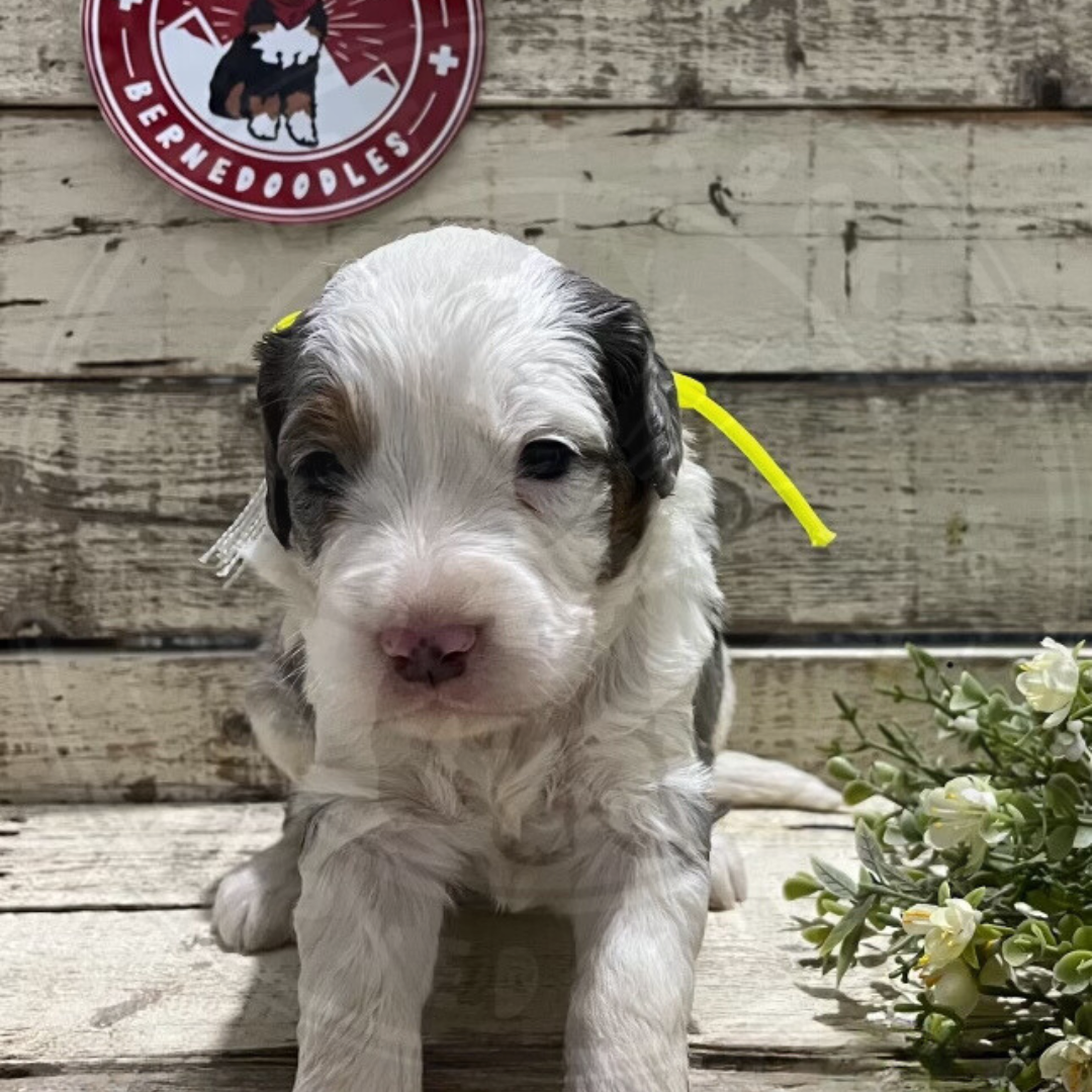 Dallas (Male, F1 Mini Blue Merle) – Castle Rock Bernedoodles