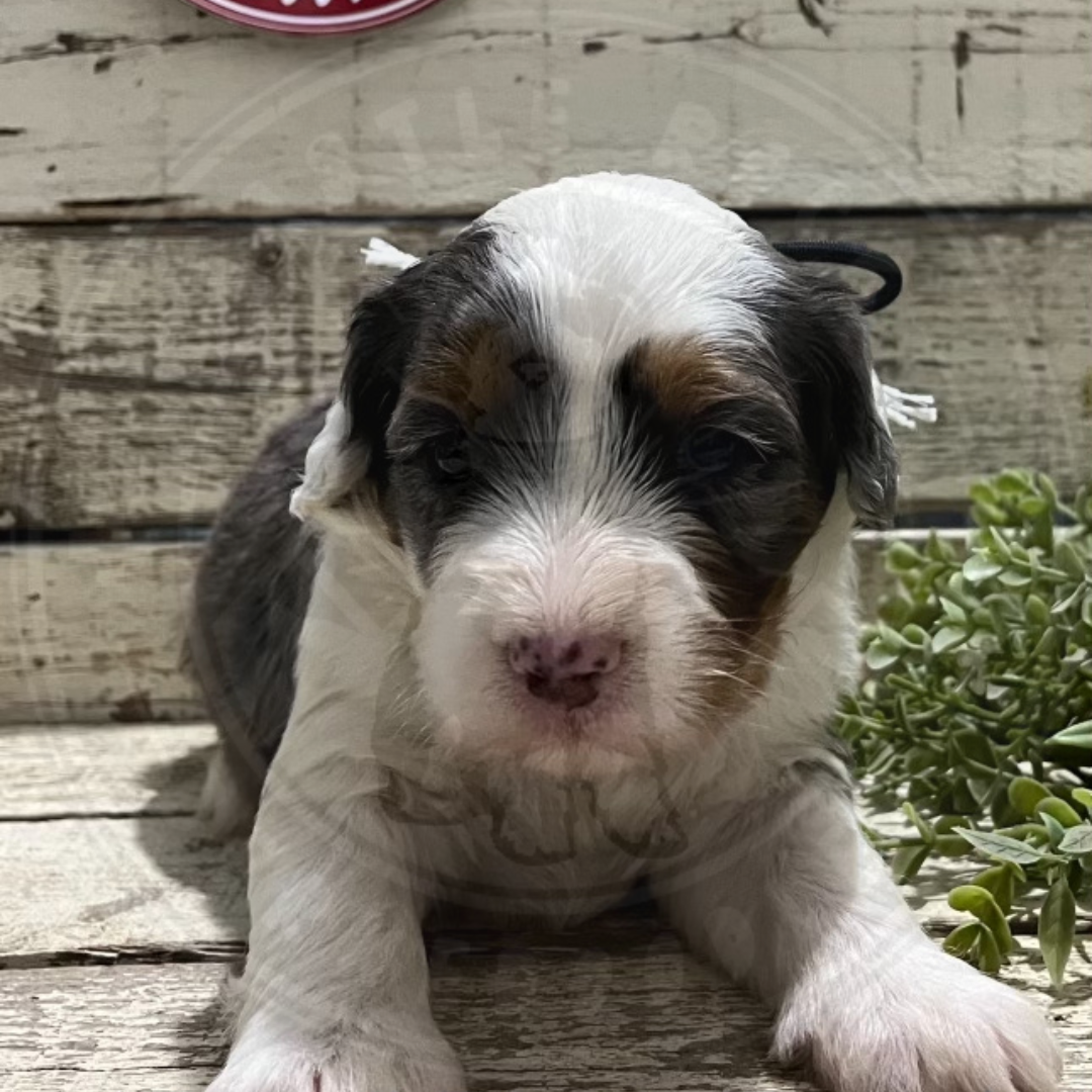 Dixie (Female, F1 Mini Blue Merle) – Castle Rock Bernedoodles