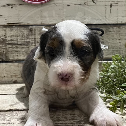 Dixie (Female, F1 Mini Blue Merle) - FOUND A NEW HOME