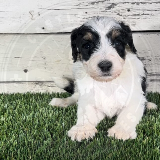 Jasper (Male, F1b Major Bernedoodle)