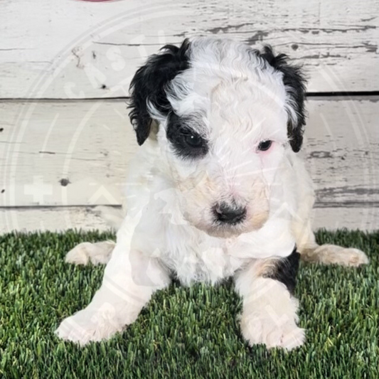 Jordan (Male, F1b Major Bernedoodle)