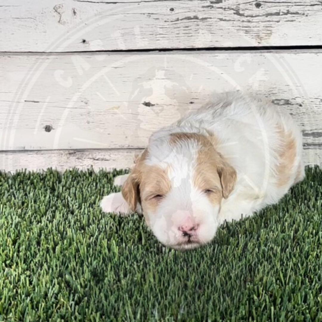 Nadia (Female, Red, F1b Micro Bernedoodle)