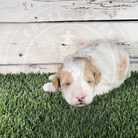 Nadia (Female, Red, F1b Micro Bernedoodle) - FOUND A NEW HOME