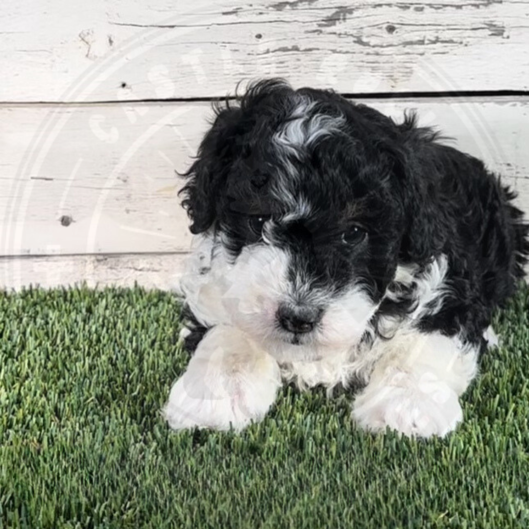 Nancy (Female, Yellow, F1b Micro Bernedoodle)