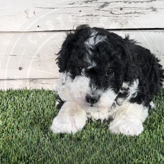 Nancy (Female, Yellow, F1b Micro Bernedoodle) - FOUND A NEW HOME