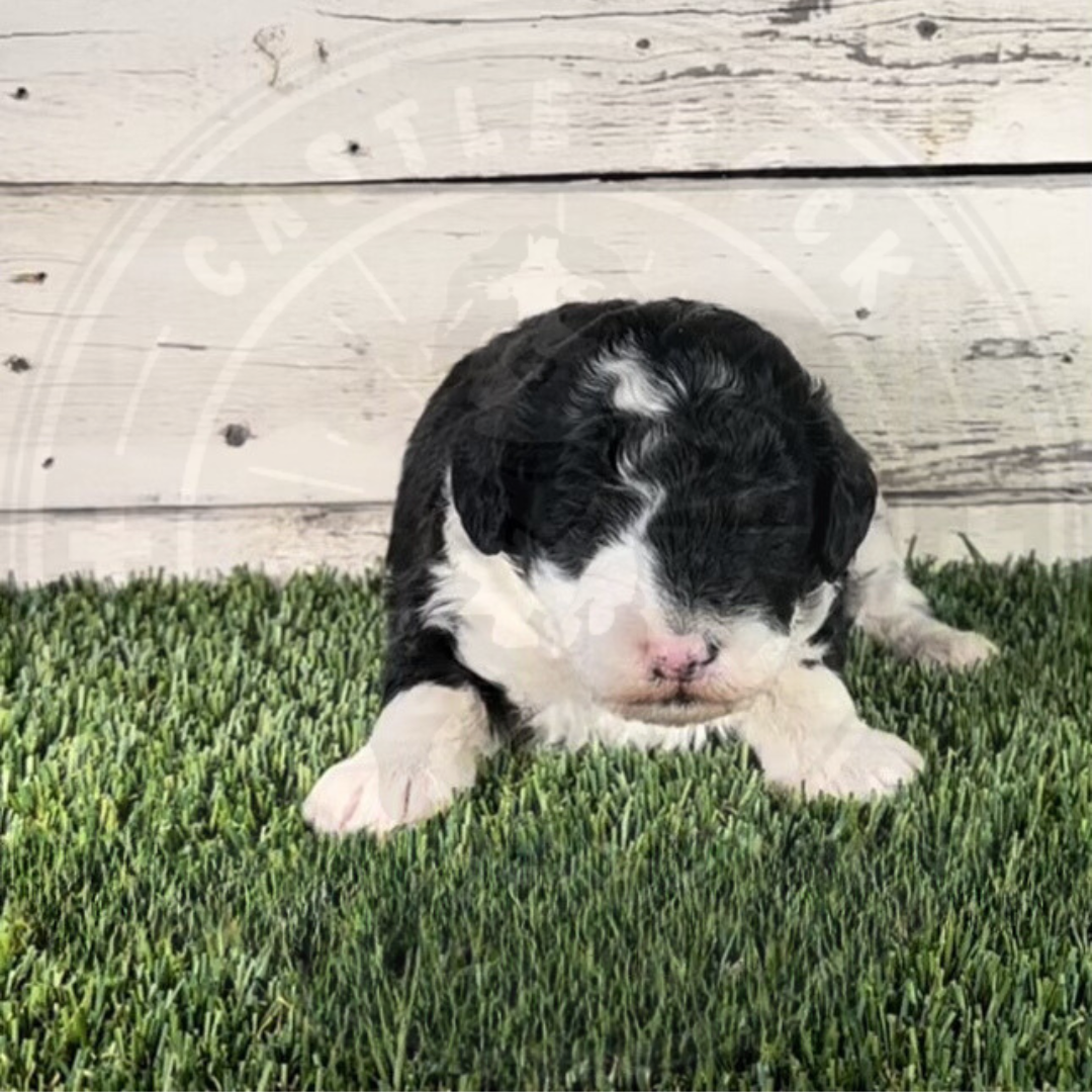 Nancy (Female, Yellow, F1b Micro Bernedoodle)