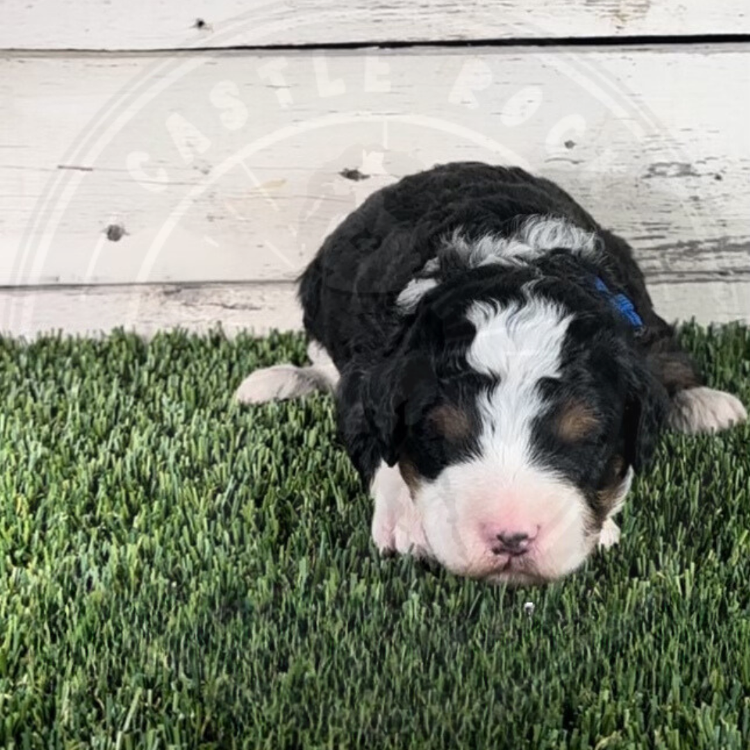 Natalie (Female, Blue, F1b Micro Bernedoodle)