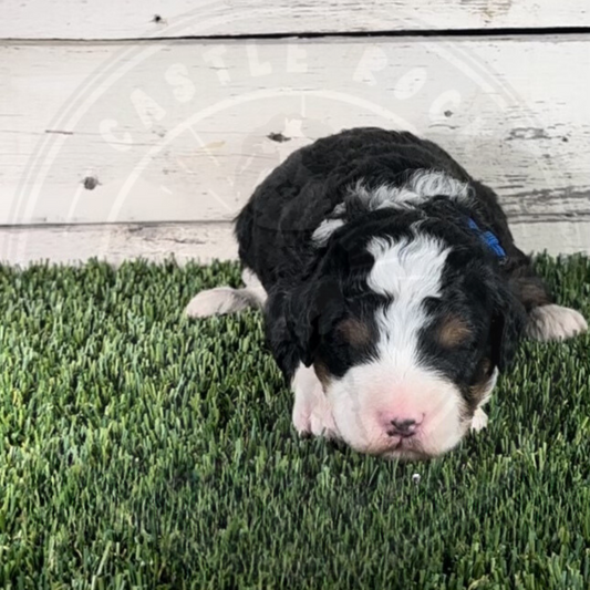 Natalie (Female, Blue, F1b Micro Bernedoodle) - FOUND A NEW HOME