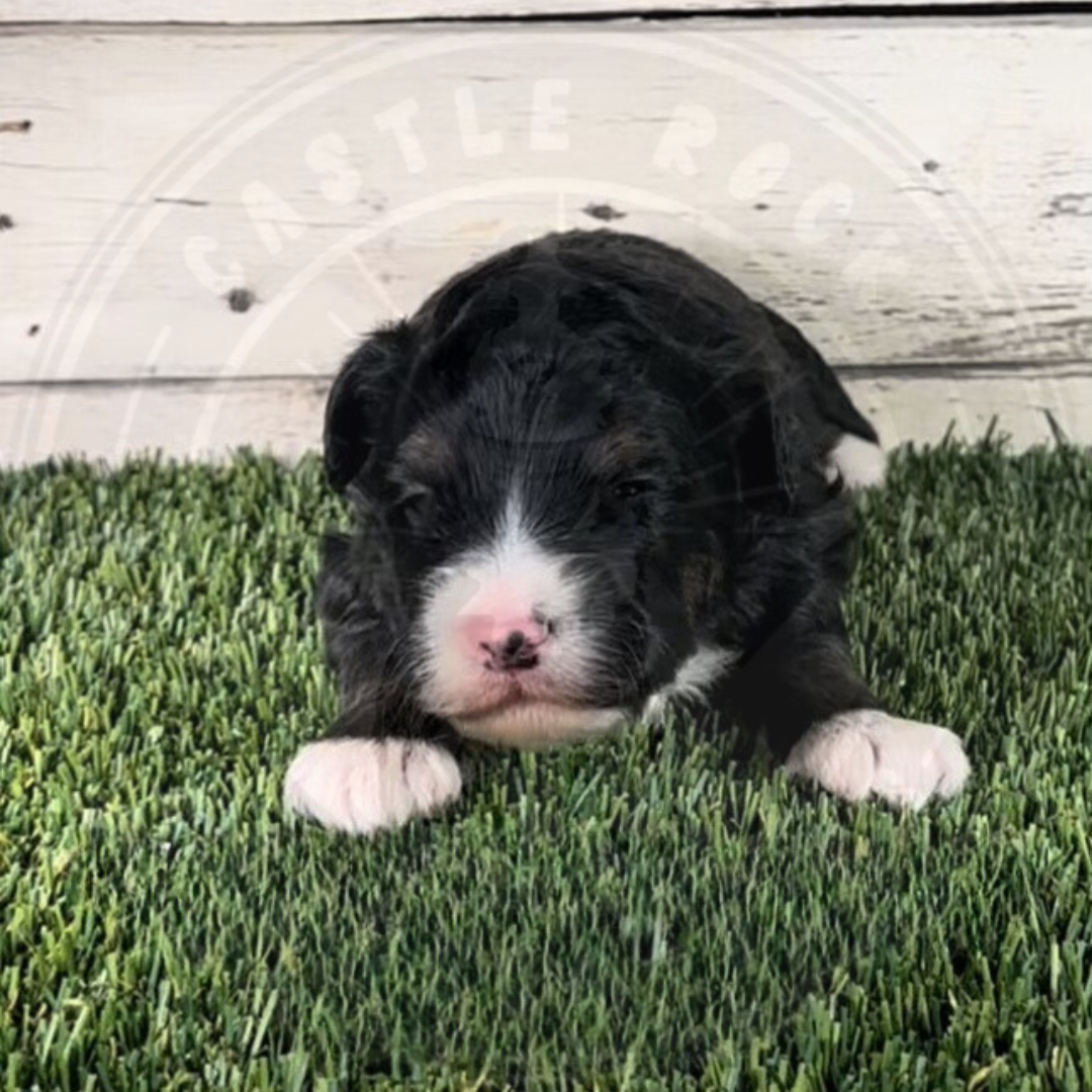 Nellie (Female, Pink, F1b Micro Bernedoodle)