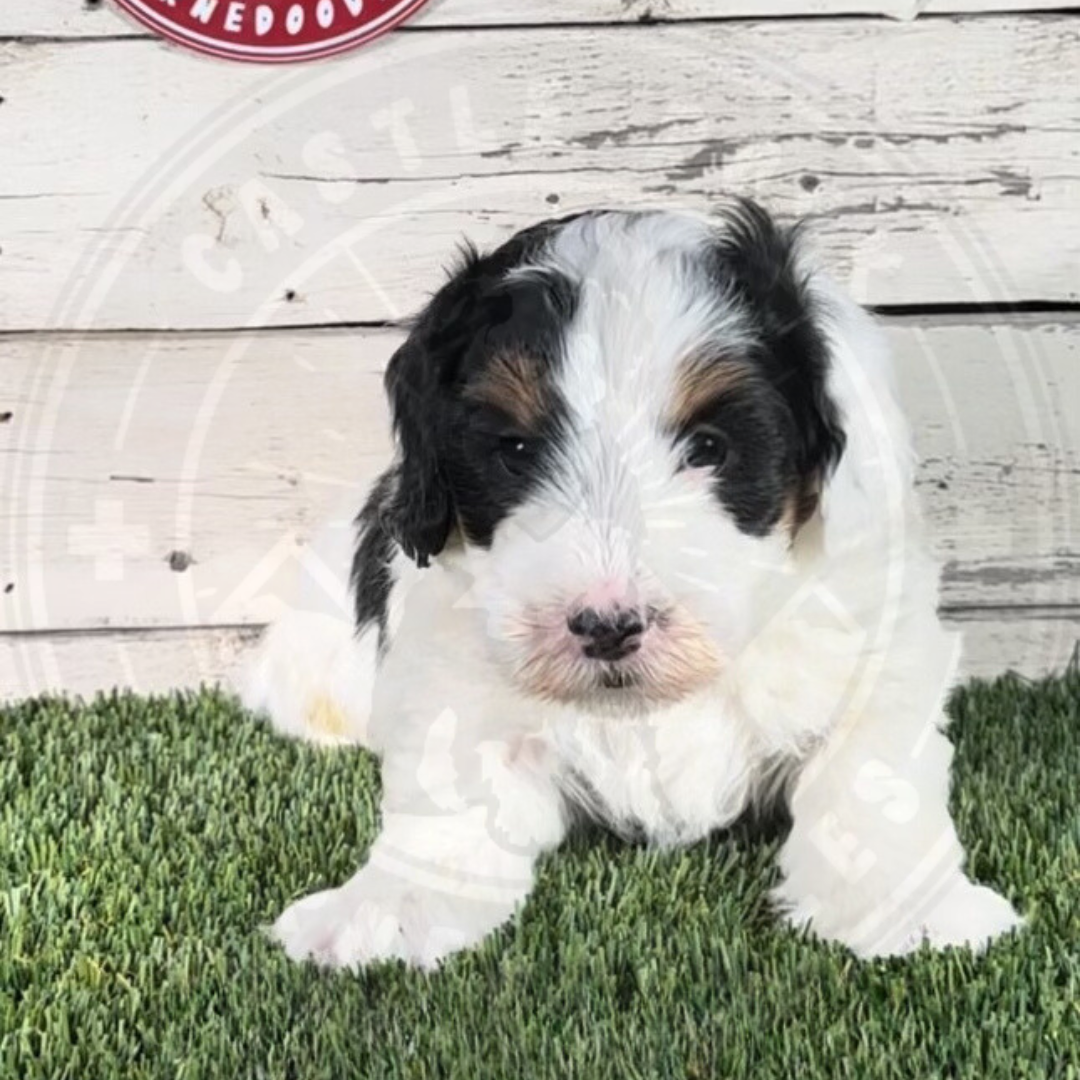 Nick (Male, Black, F1b Micro Bernedoodle)