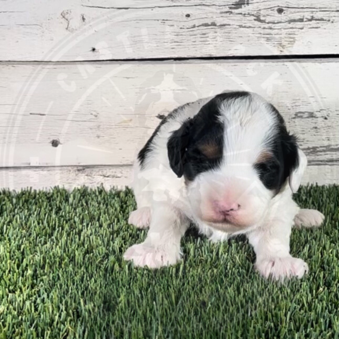 Nick (Male, Black, F1b Micro Bernedoodle)