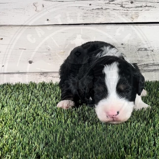 Nico (Male, Green, F1b Micro Bernedoodle) - FOUND A NEW HOME