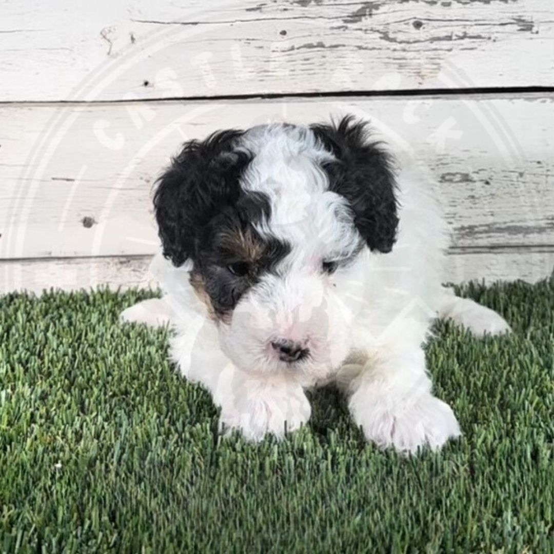 Noelle (Female, Brown, F1b Micro Bernedoodle)