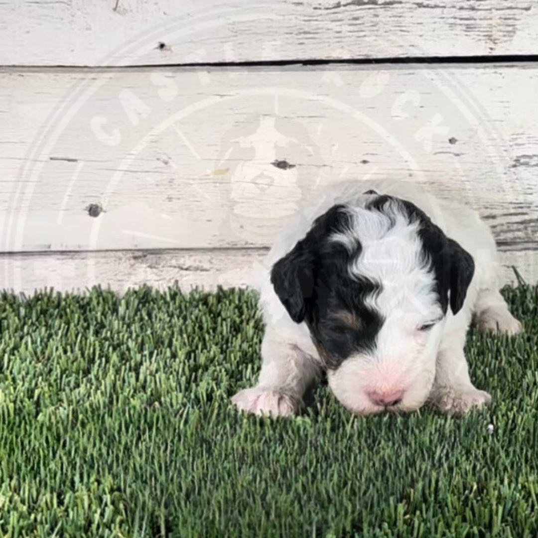 Noelle (Female, Brown, F1b Micro Bernedoodle)