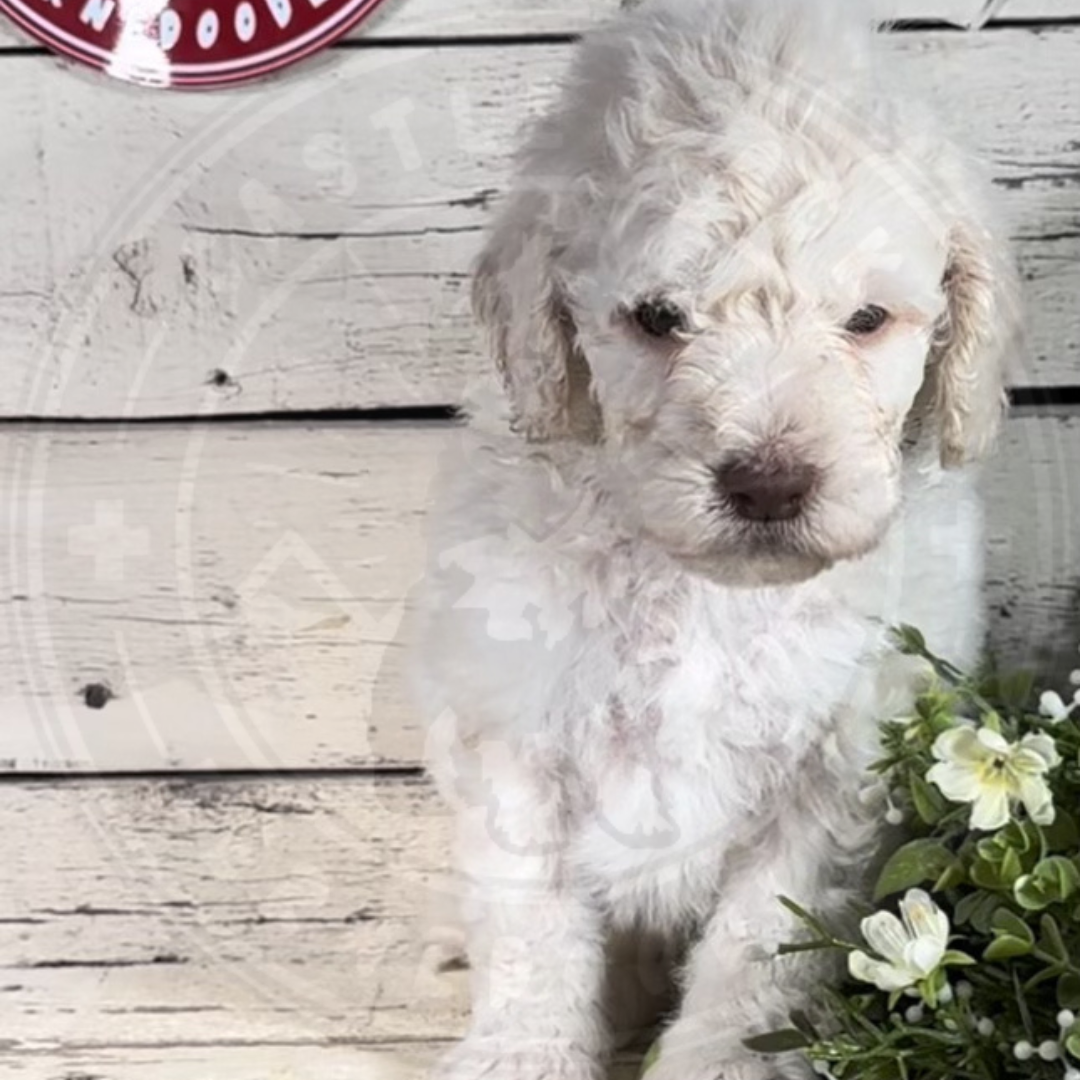 Camden (Male, F1b Mini Bernedoodle)