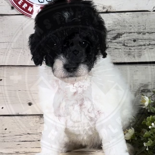 Carter (Male, F1b Mini Bernedoodle)