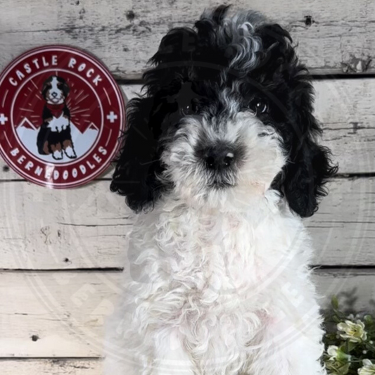 Charles (Male, F1b Mini Bernedoodle)