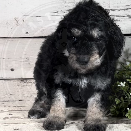 Chica (Female, F1b Mini Bernedoodle)