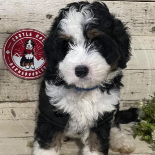 Lady (Female, F1 Mini Bernedoodle) $3500