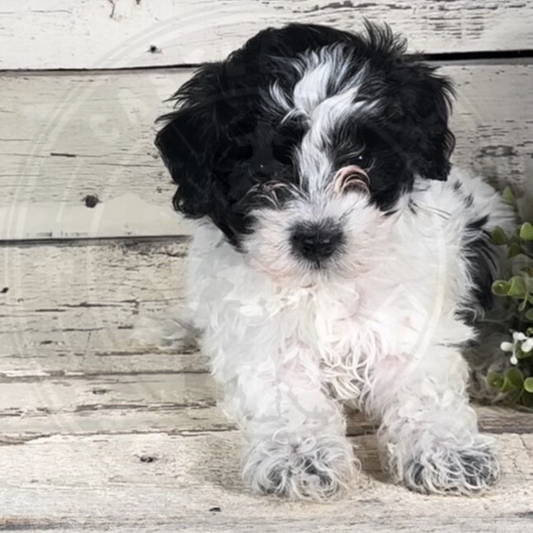 Gena (Female, F1b Mini Bernedoodle)