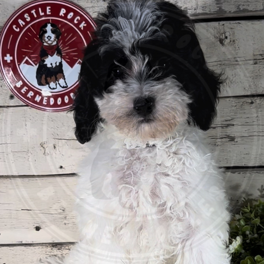 Gia (Female, F1b Mini Bernedoodle) $2500