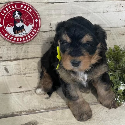 Lassie (Female, F1 Mini Bernedoodle) $2500