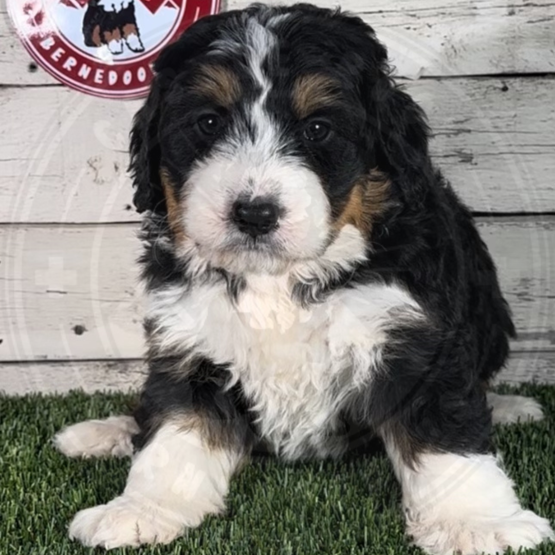 Madilyn (Female, F1b Mini Bernedoodle) $3500