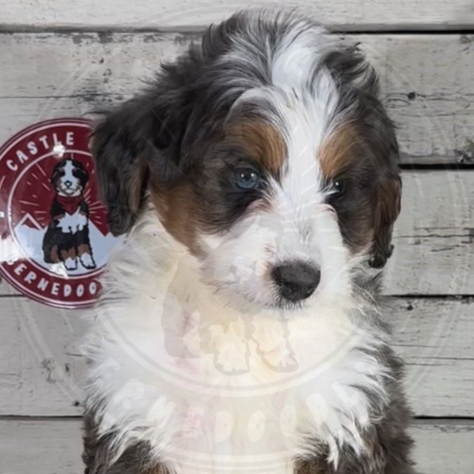 Max (Male, F1 Mini Blue Merle) - FOUND A NEW HOME