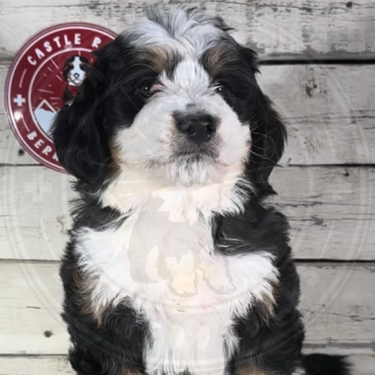 Maya (Female, F1b Mini Bernedoodle) $3500
