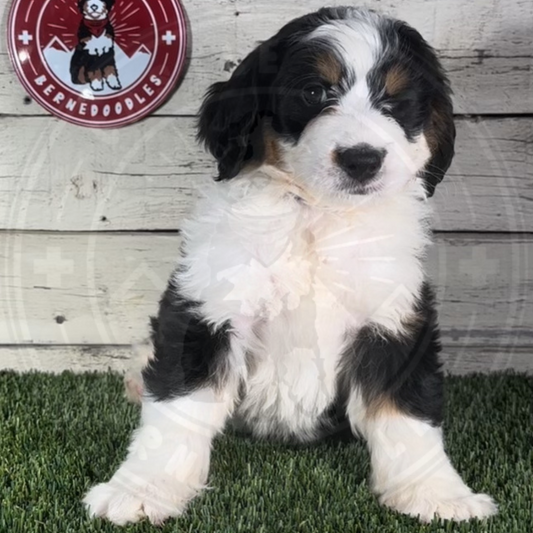 Mila (Female, F1b Mini Bernedoodle) $3500