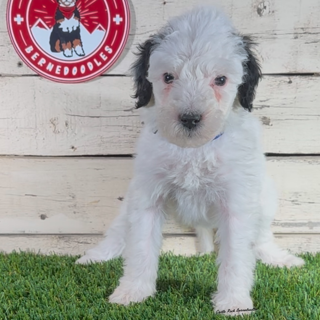 Fallon (Female, F1b Major Bernedoodle) - $2000