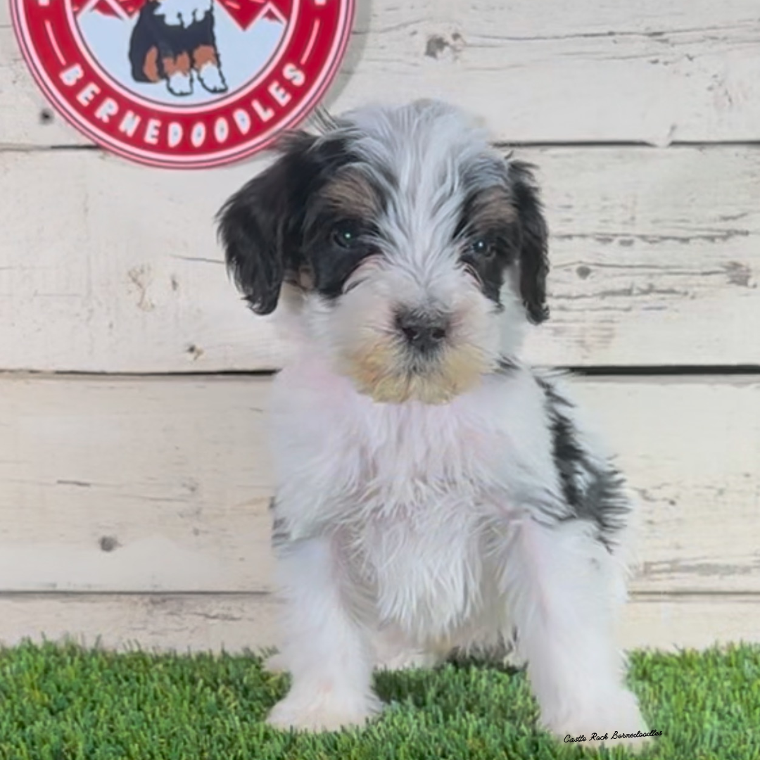 Ferris (Male, F1b Major Bernedoodle) - Found a New Home!