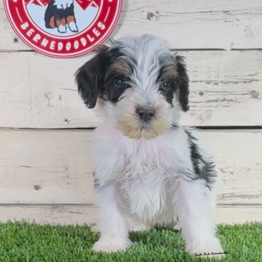 Ferris (Male, F1b Major Bernedoodle) - $2000