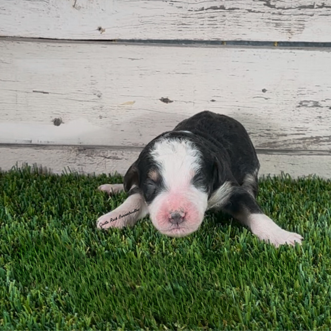 Fletch (Male, F1b Major Bernedoodle)