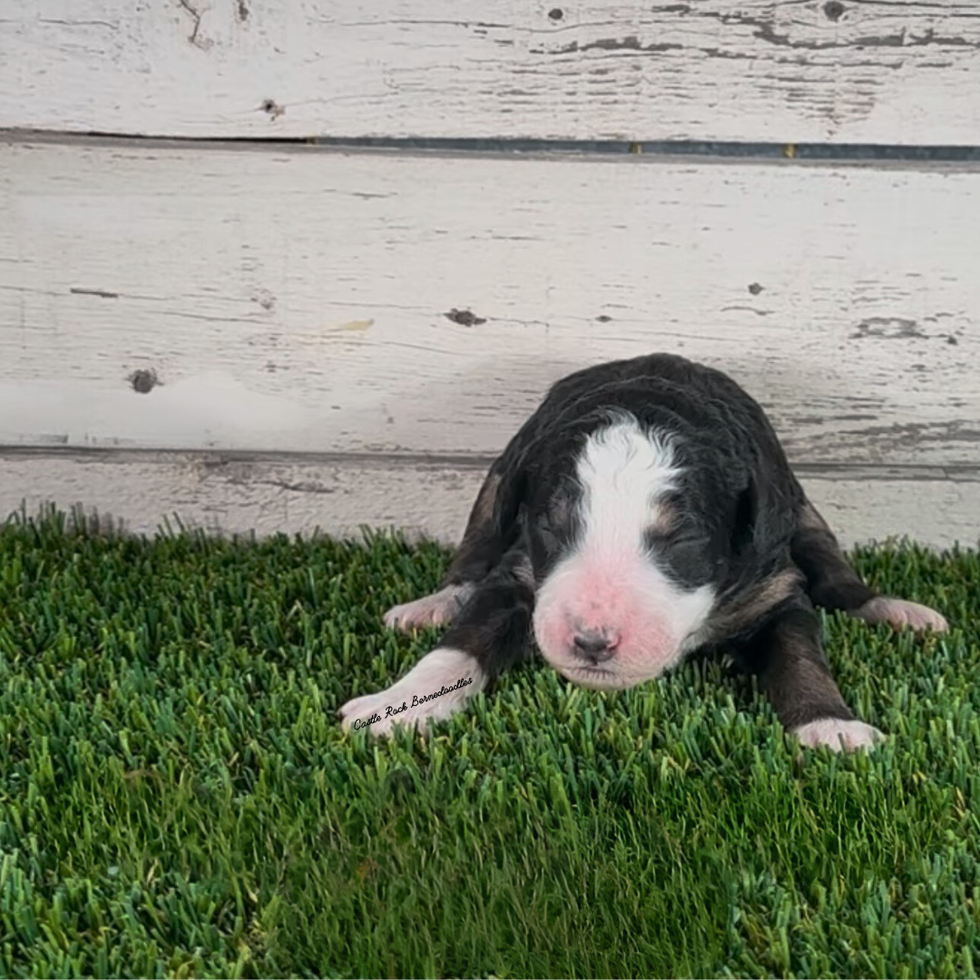 Flora (Female, F1b Major Bernedoodle)