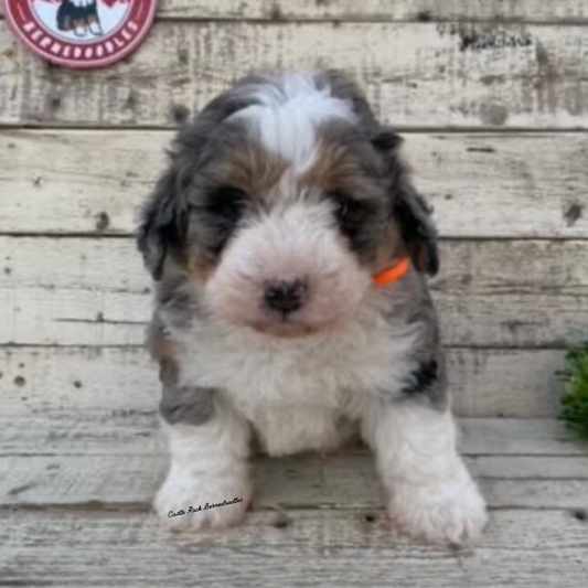 Frank (Male, F1 Mini Blue Merle) - FOUND A NEW HOME