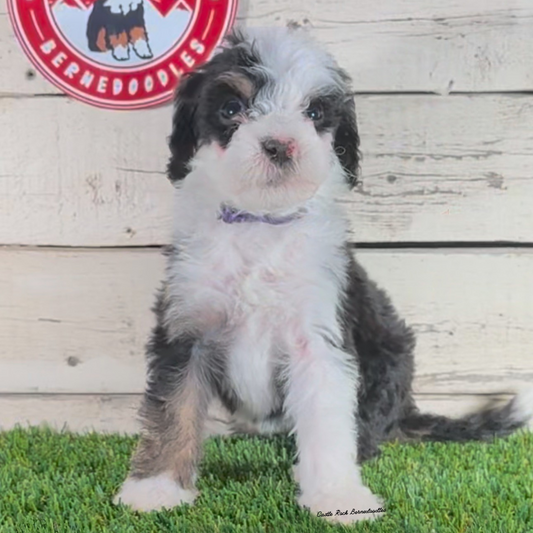 Franny (Female, F1b Major Bernedoodle) - $2500