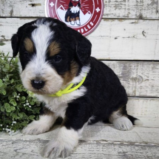 Garth (Male, F1 Mini Bernedoodle)