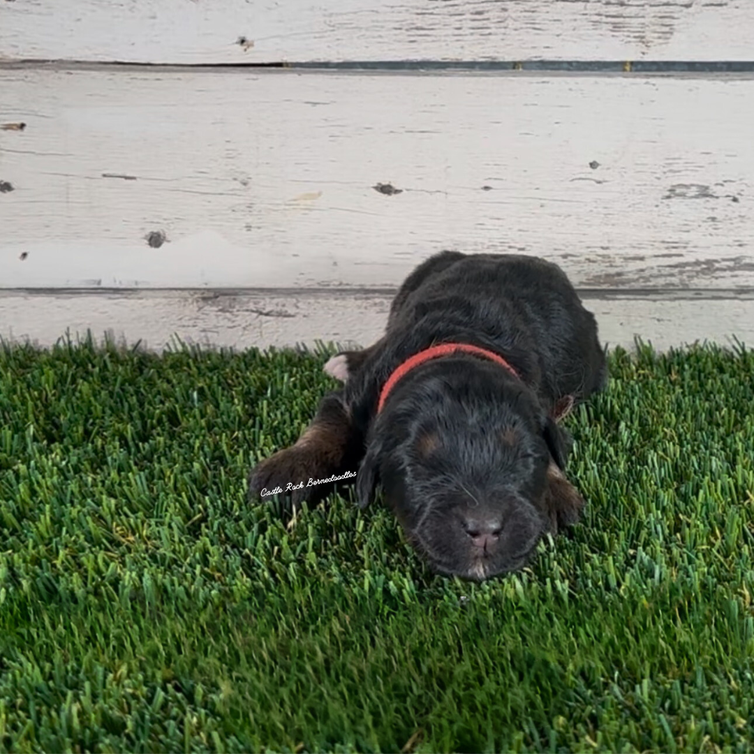 Gemma (Female, F1 Maxi Bernedoodle)