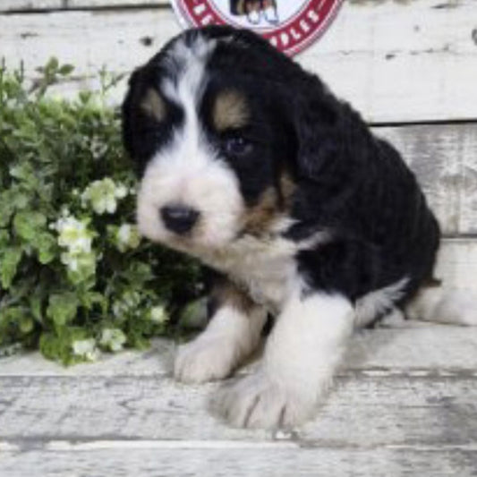 Grant (Male, F1 Mini Bernedoodle)