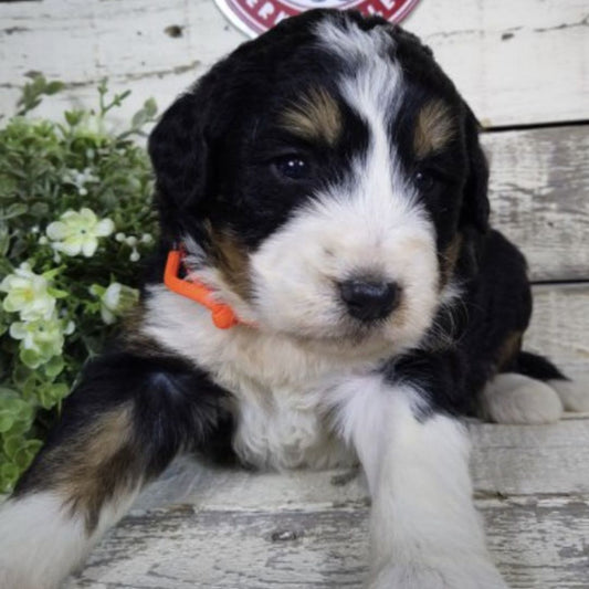 Griffin (Male, F1 Mini Bernedoodle)