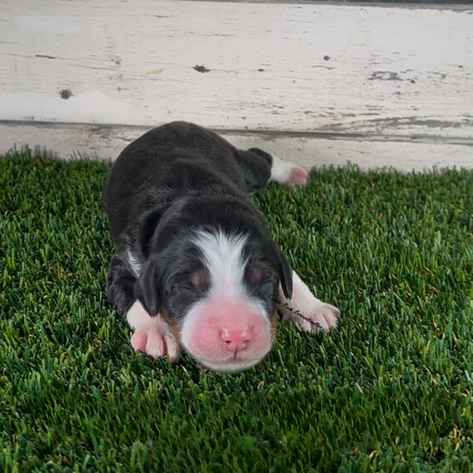 Hailey (Female, F1 Mini Bernedoodle) - FOUND A NEW HOME