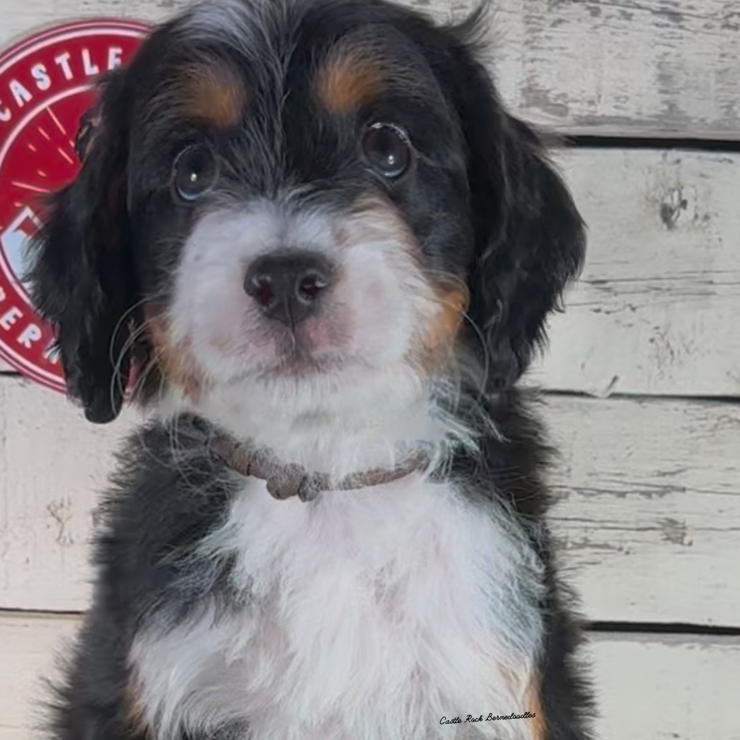 Hank (Male, F1 Mini Bernedoodle) - $3000